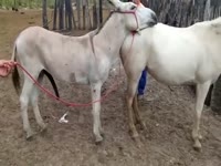 Zoo farm xxx with two horses